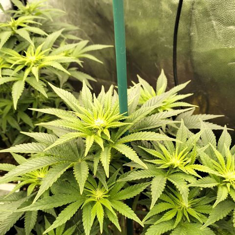 Sweety GZK #2 growlog timeline photo