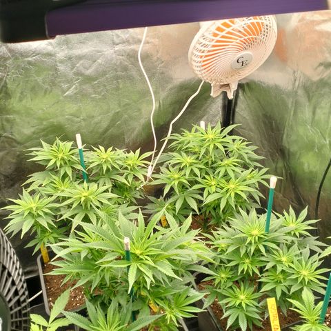 Sweety GZK #3 growlog timeline photo