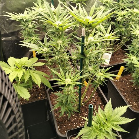 Sweety GZK #3 growlog timeline photo