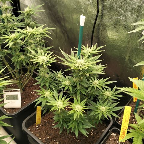 Sweety GZK #2 growlog timeline photo