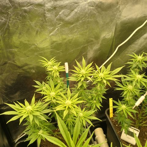 Sweety GZK #1 growlog timeline photo