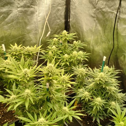 Sweety GZK #3 growlog timeline photo