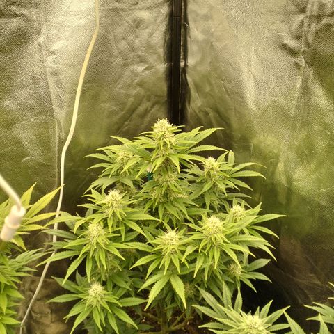 Sweety GZK #4 growlog timeline photo