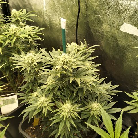 Sweety GZK #2 growlog timeline photo