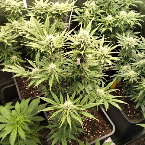 Sweety GZK #3 growlog timeline photo