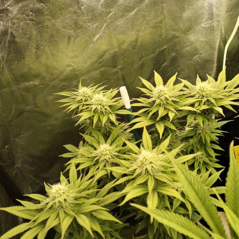 Sweety GZK #1 growlog timeline photo
