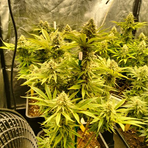 Sweety GZK #3 growlog timeline photo