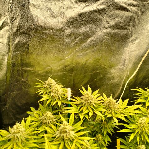 Sweety GZK #1 growlog timeline photo