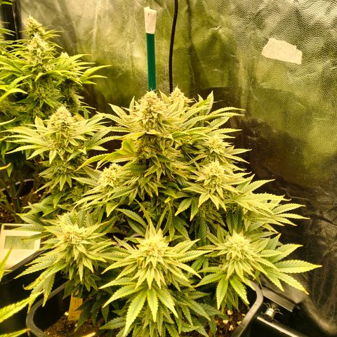 Sweety GZK #2 growlog timeline photo