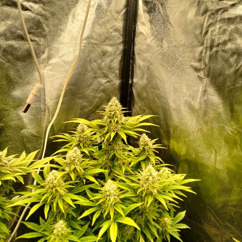 Sweety GZK #4 growlog timeline photo
