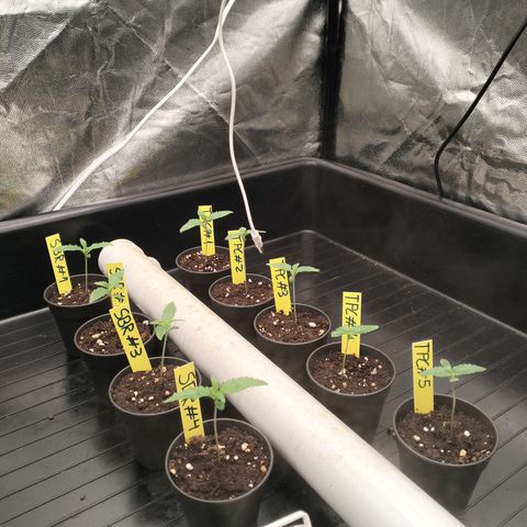 Sweety GZK #4 growlog timeline photo