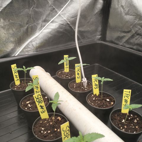 Sweety GZK #4 growlog timeline photo
