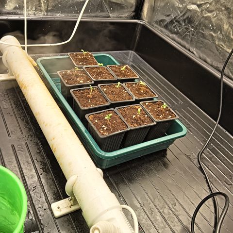 Sweety GZK #3 growlog timeline photo