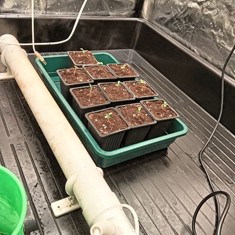 Sweety GZK #3 growlog timeline photo