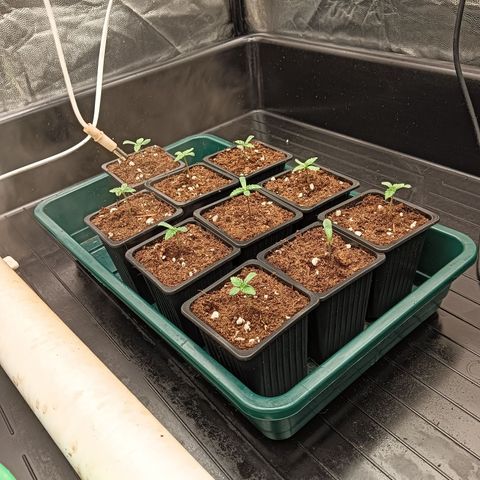 Sweety GZK #3 growlog timeline photo