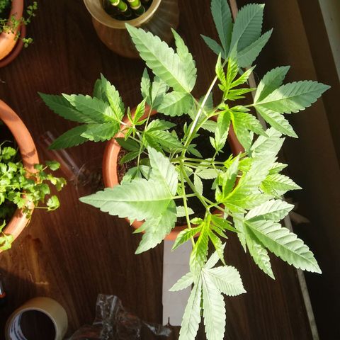 Unknown strain growlog timeline photo