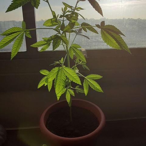 Unknown strain growlog timeline photo