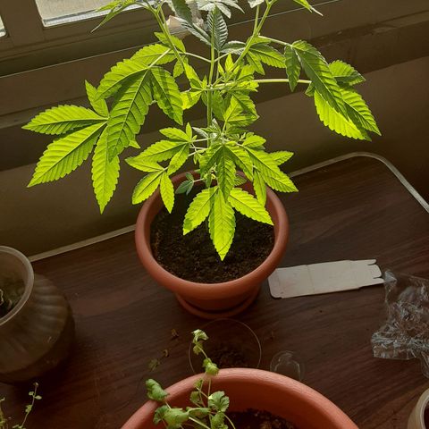 Unknown strain growlog timeline photo