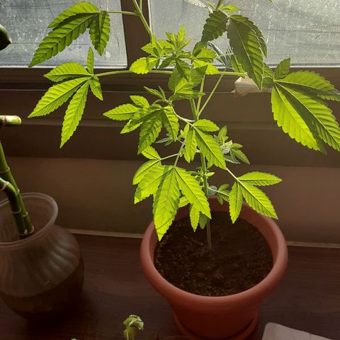 Unknown strain growlog timeline photo