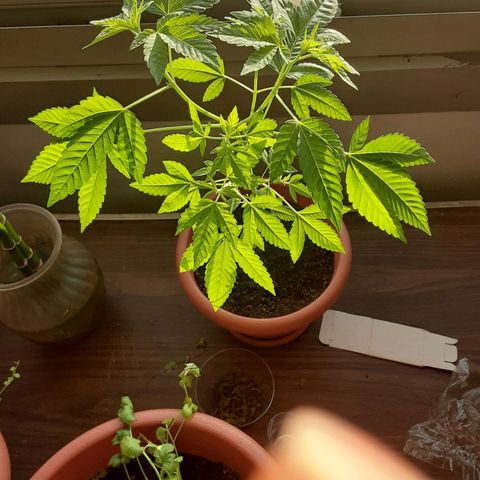 Unknown strain growlog timeline photo