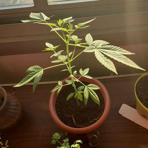 Unknown strain growlog timeline photo