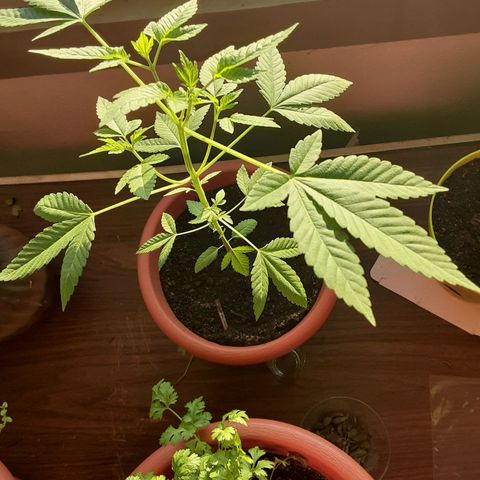 Unknown strain growlog timeline photo