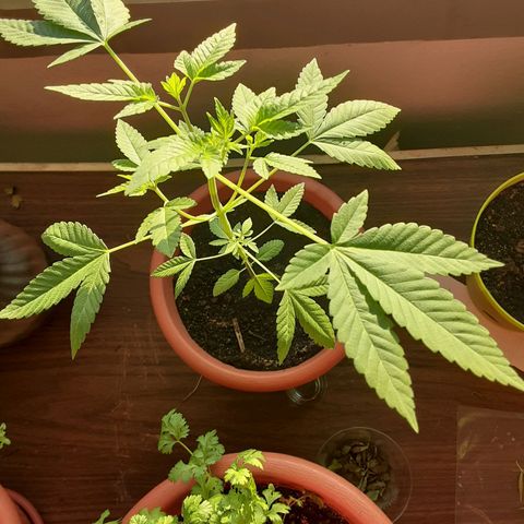 Unknown strain growlog timeline photo