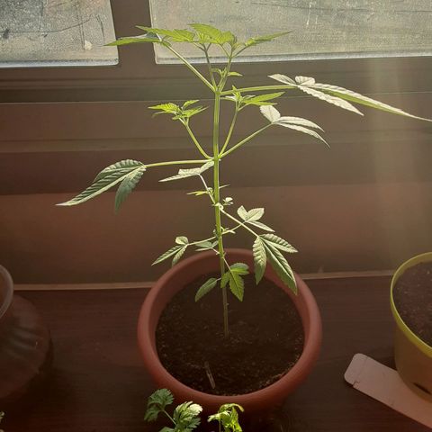 Unknown strain growlog timeline photo