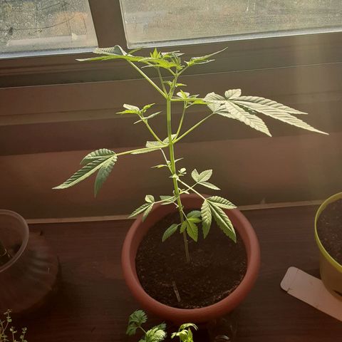 Unknown strain growlog timeline photo