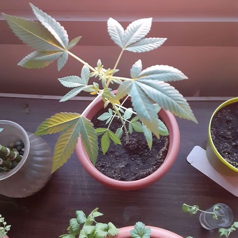 Unknown strain growlog timeline photo