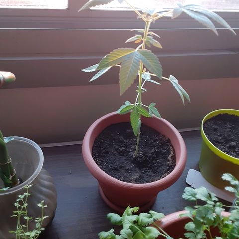 Unknown strain growlog timeline photo