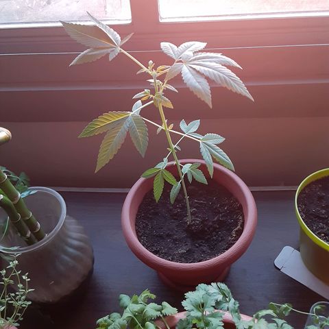 Unknown strain growlog timeline photo