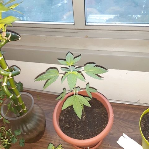 Unknown strain growlog timeline photo