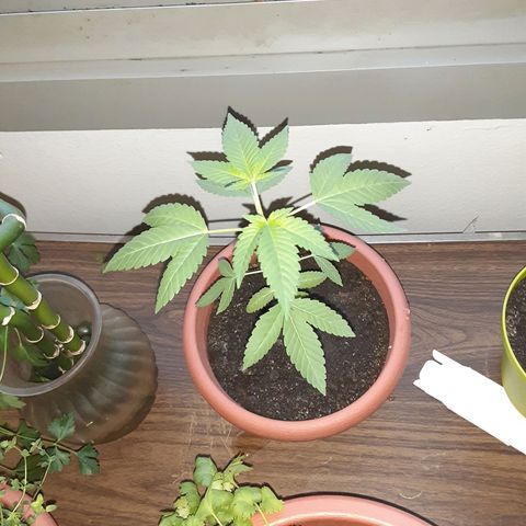 Unknown strain growlog timeline photo