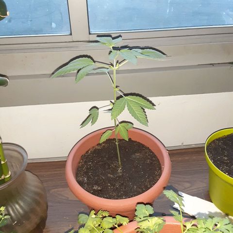 Unknown strain growlog timeline photo