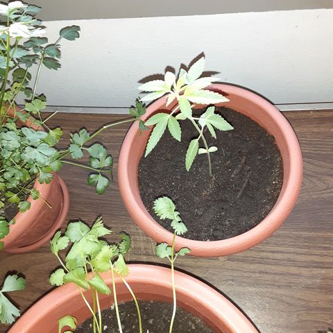 Unknown strain growlog timeline photo