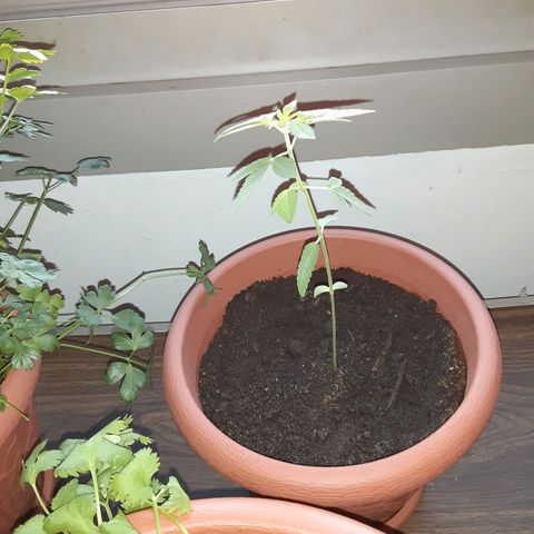 Unknown strain growlog timeline photo