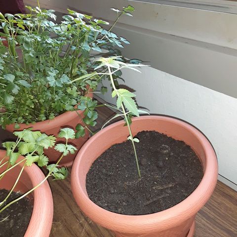 Unknown strain growlog timeline photo
