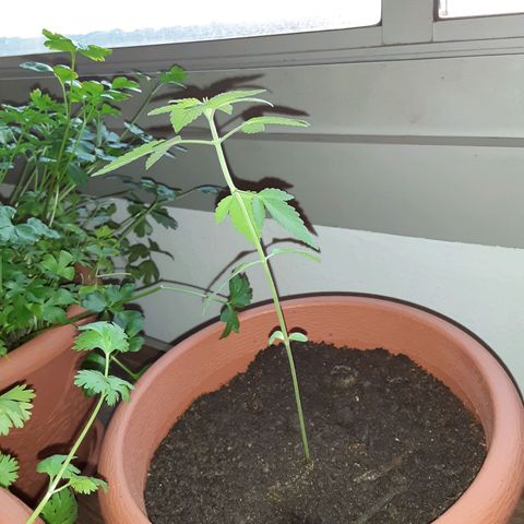 Unknown strain growlog timeline photo