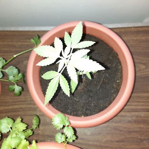 Unknown strain growlog timeline photo