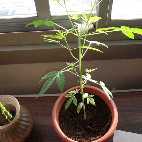 Unknown strain growlog timeline photo