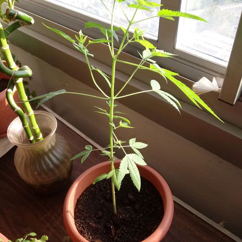 Unknown strain growlog timeline photo