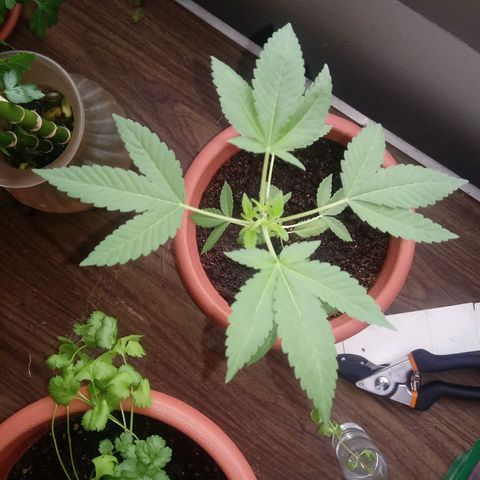 Unknown strain growlog timeline photo