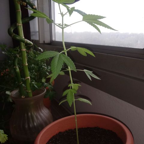 Unknown strain growlog timeline photo