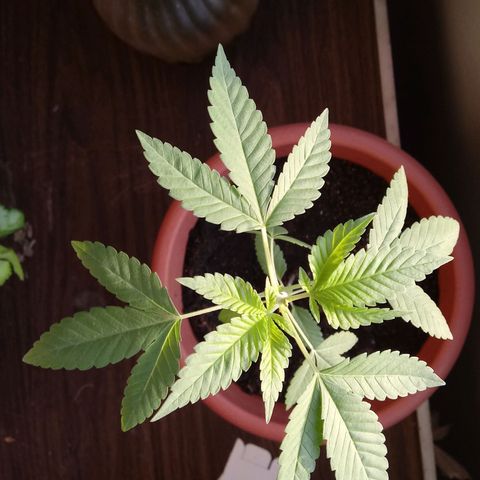 Unknown strain growlog timeline photo