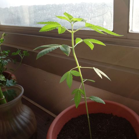 Unknown strain growlog timeline photo