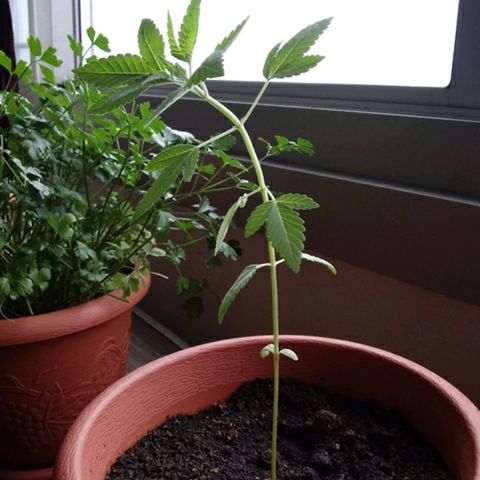 Unknown strain growlog timeline photo