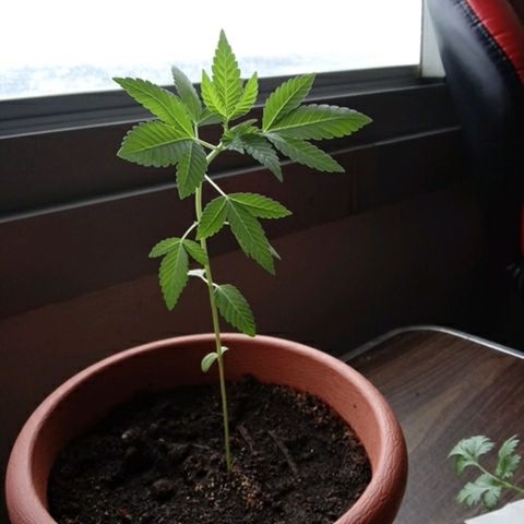 Unknown strain growlog timeline photo