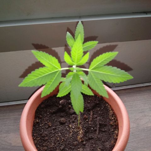 Unknown strain growlog timeline photo
