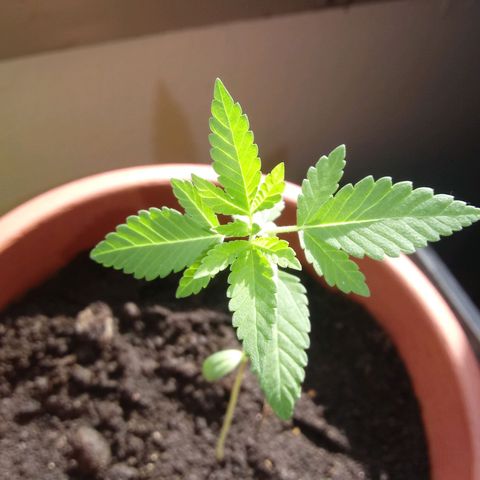 Unknown strain growlog timeline photo